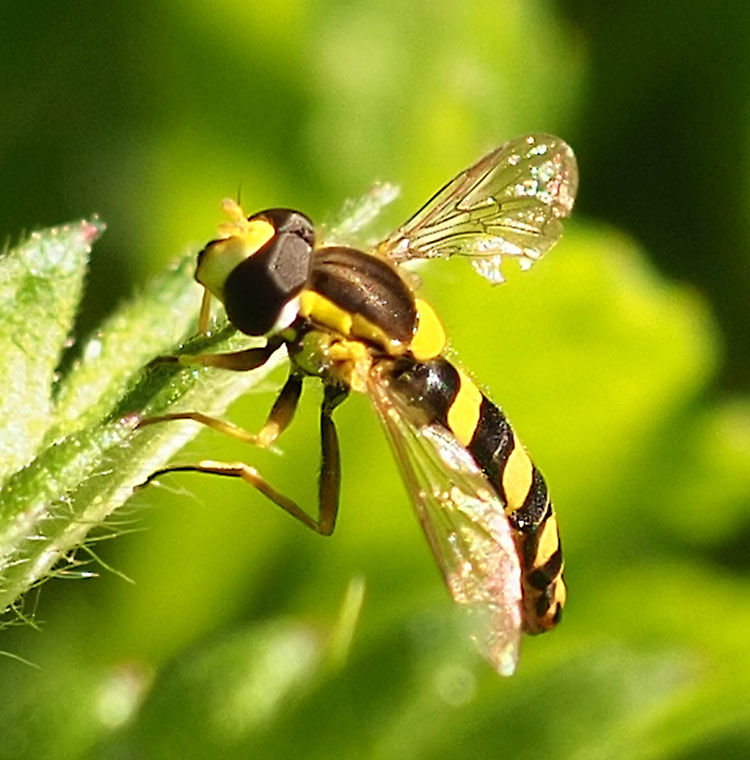 Gemeine Stiftschwebfliege, Sphaerophoria scripta
